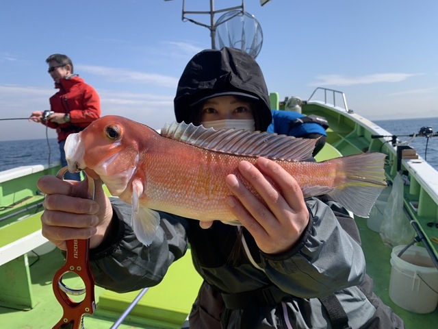 アマダイ(アカアマダイ)