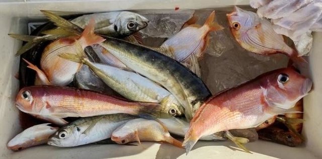 キダイ・アジ(マアジ)・アマダイ(アカアマダイ)