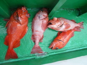 ベニアコウ(オオサガ)