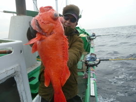 ベニアコウ(オオサガ)