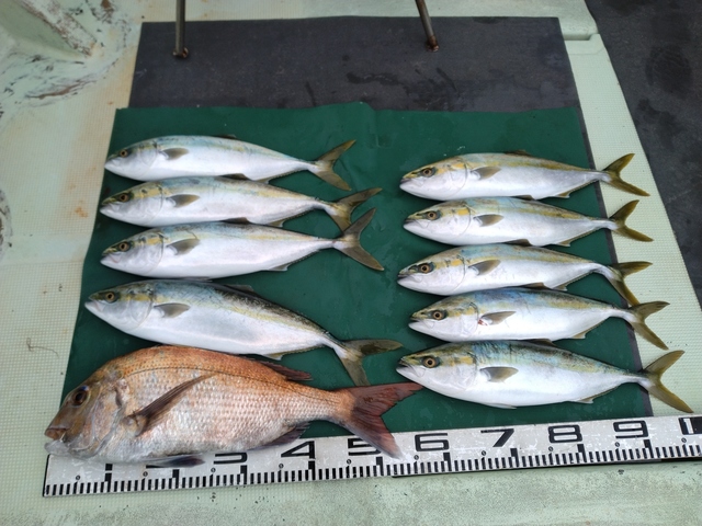 マダイ・ハマチ(ブリ)