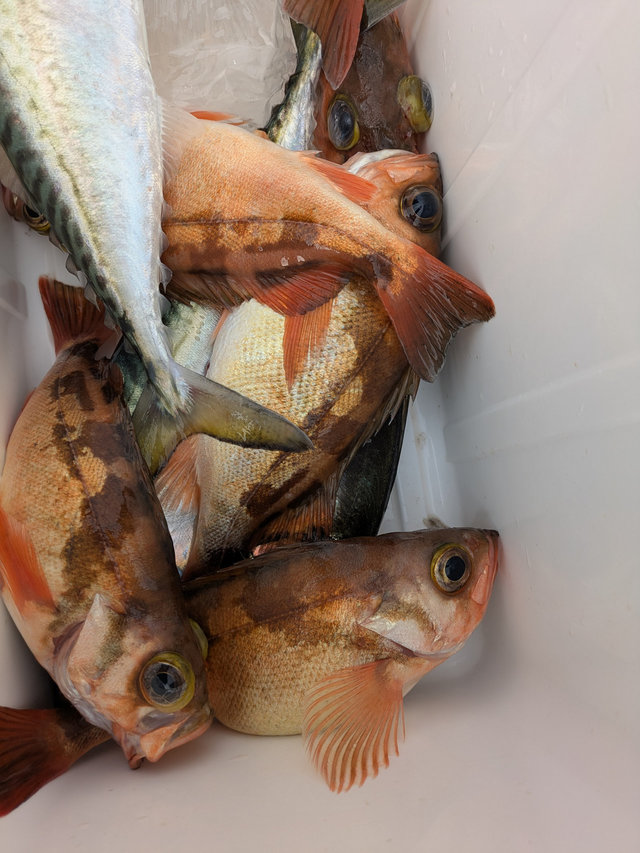 ウスメバル・サバ(ゴマサバ)