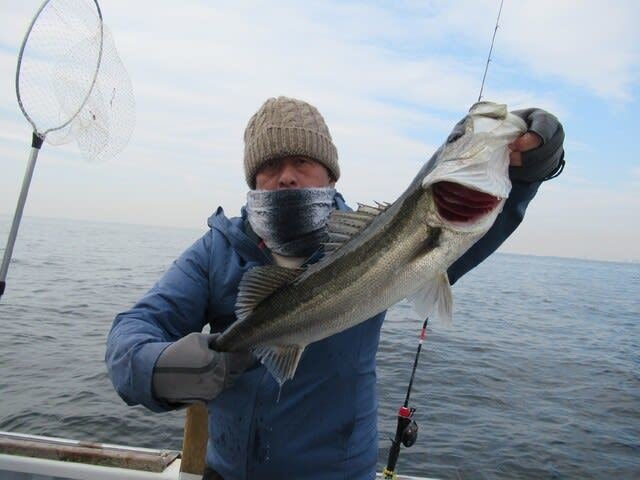 シーバス(スズキ)