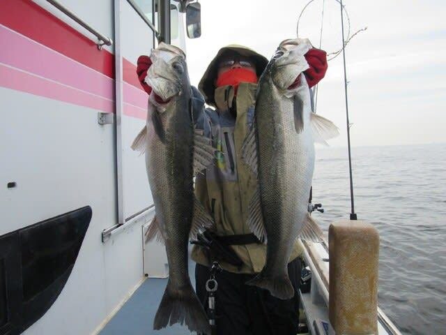 シーバス(スズキ)