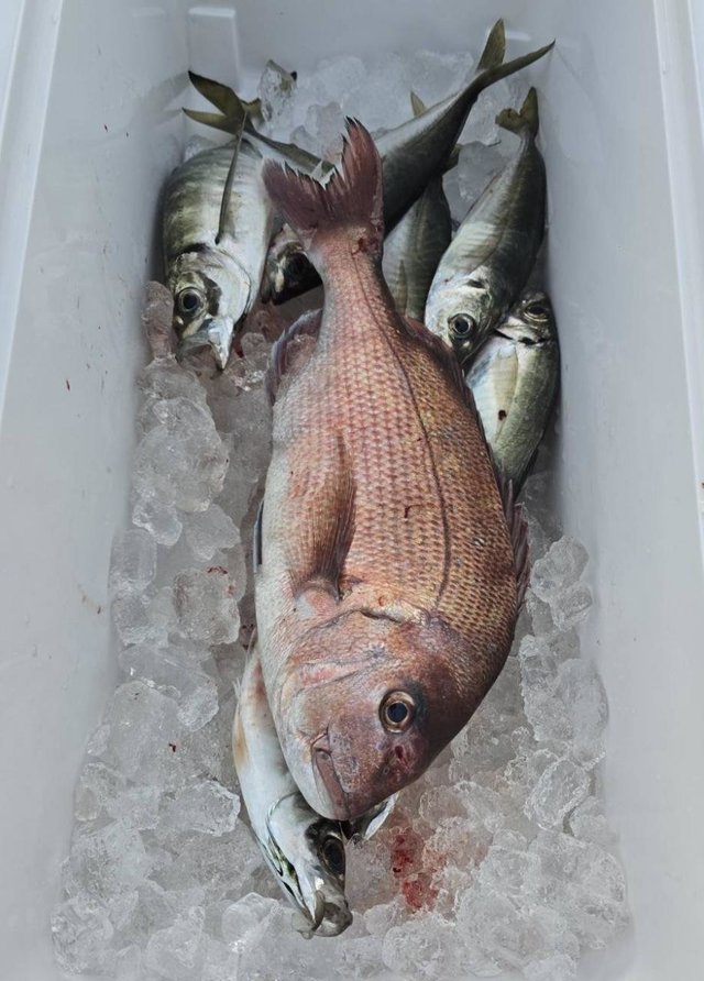 マダイ・アジ(マアジ)