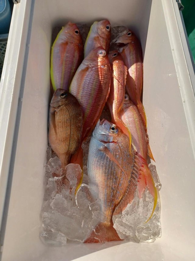 マダイ・ハナダイ(チダイ)・イトヨリ(イトヨリダイ)