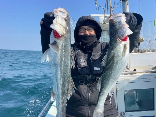 シーバス(スズキ)