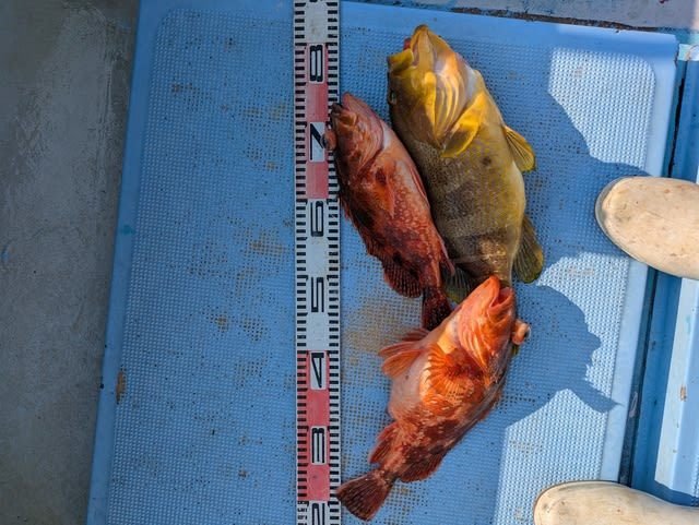 アオハタ・カサゴ