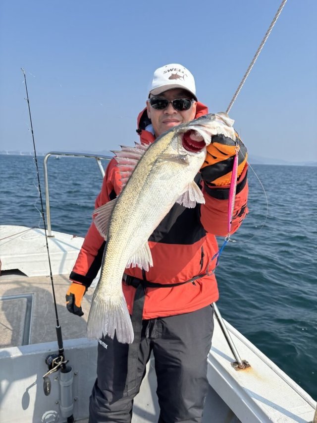 シーバス(スズキ)