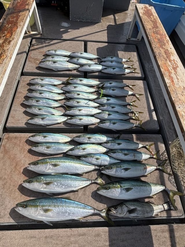 シーバス(スズキ)・ブリ・ハマチ(ブリ)