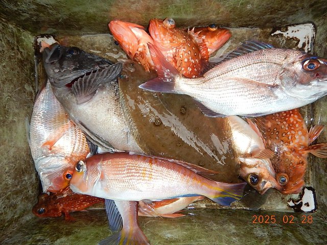 マダイ・アマダイ(アカアマダイ)・クロソイ・カサゴ・カレイ(マコガレイ)