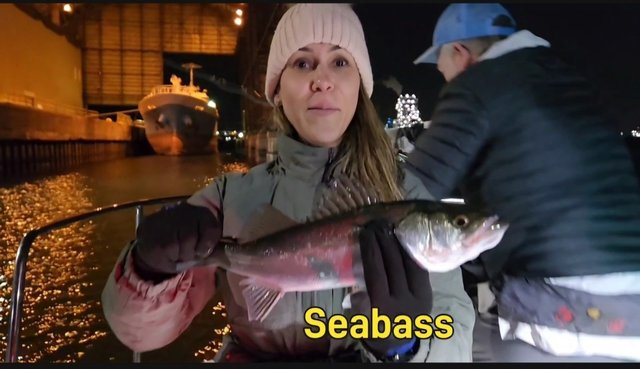 シーバス(スズキ)