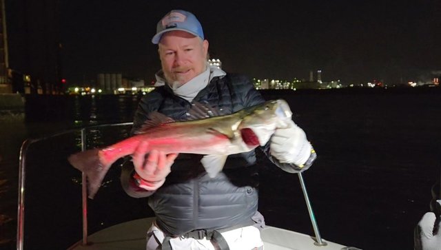 シーバス(スズキ)