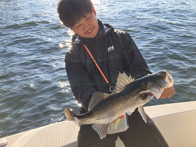 シーバス(スズキ)