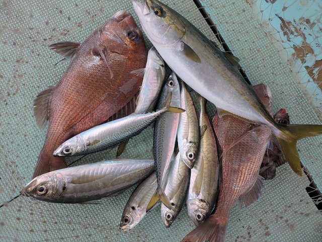 タイ(マダイ)・アジ(マアジ)・ハマチ(ブリ)