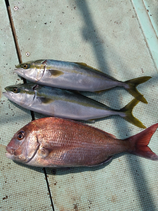 タイ(マダイ)・ハマチ(ブリ)