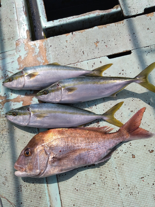 タイ(マダイ)・ハマチ(ブリ)