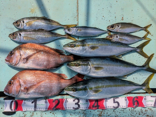 タイ(マダイ)・アジ(マアジ)・ハマチ(ブリ)