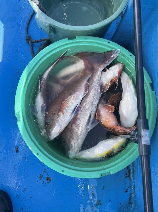 マダイ・カサゴ