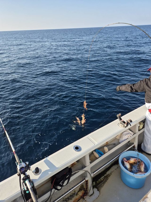 オキメバル(ウスメバル)