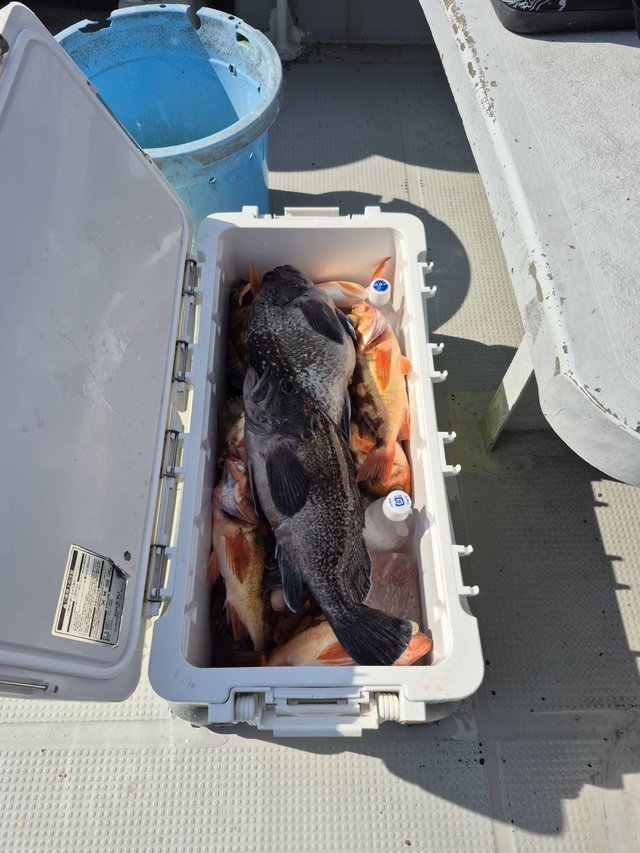 マゾイ(キツネメバル)・オキメバル(ウスメバル)