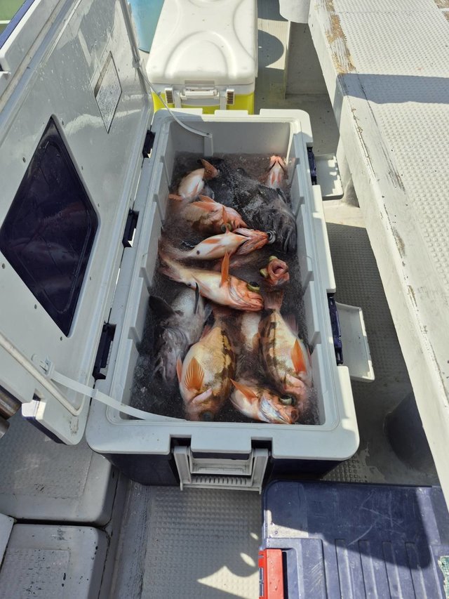 マゾイ(キツネメバル)・オキメバル(ウスメバル)