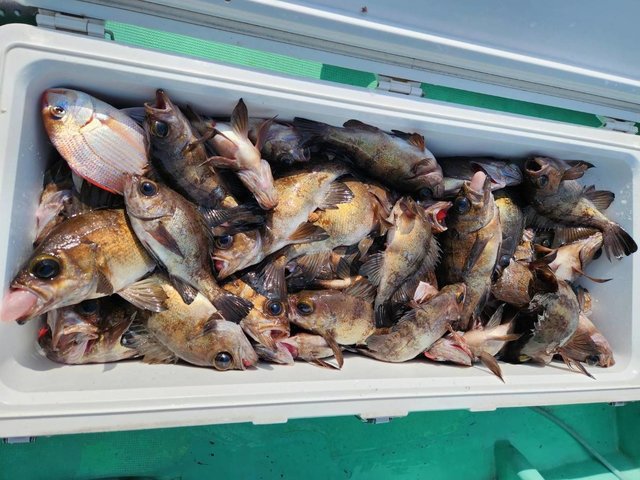 クロメバル(メバル)