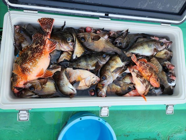 クロメバル(メバル)