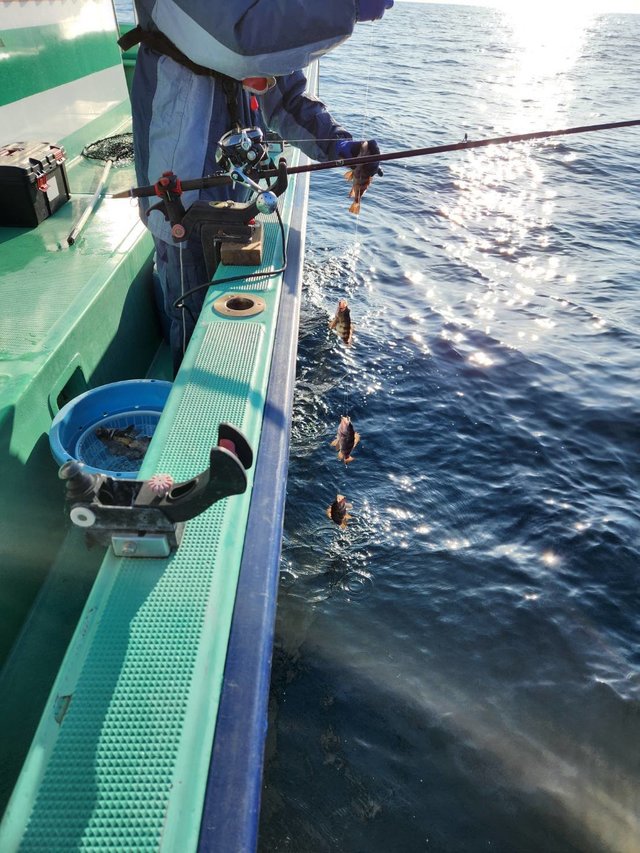 クロメバル(メバル)