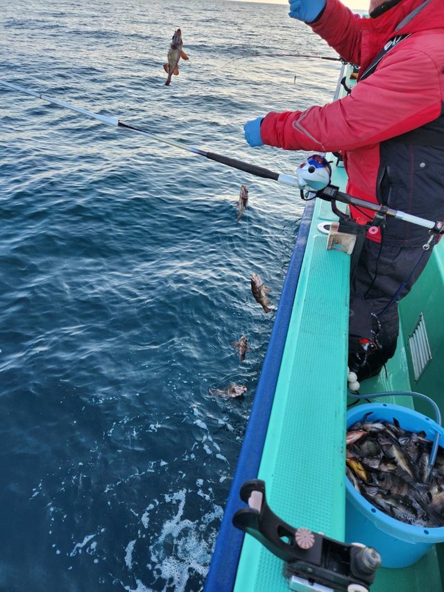 クロメバル(メバル)