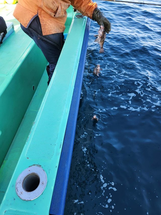 クロメバル(メバル)