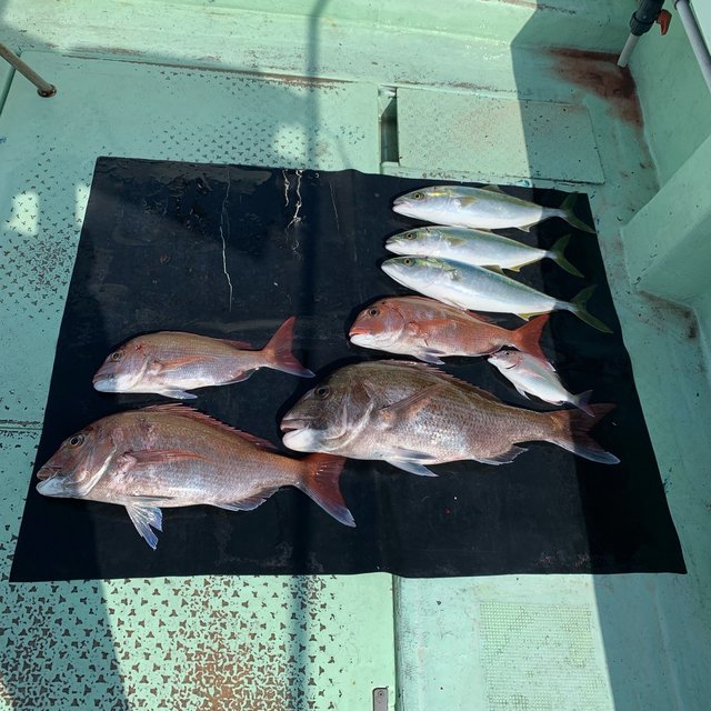 マダイ・ハマチ(ブリ)