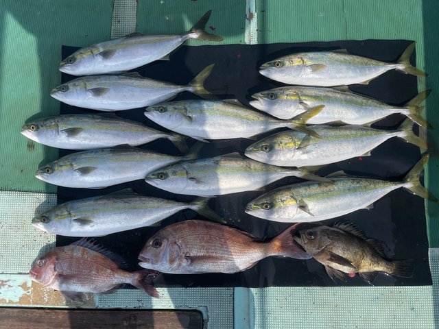 マダイ・ハマチ(ブリ)