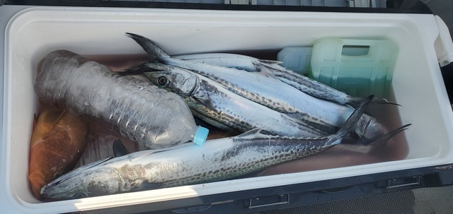 サゴシ(サワラ)