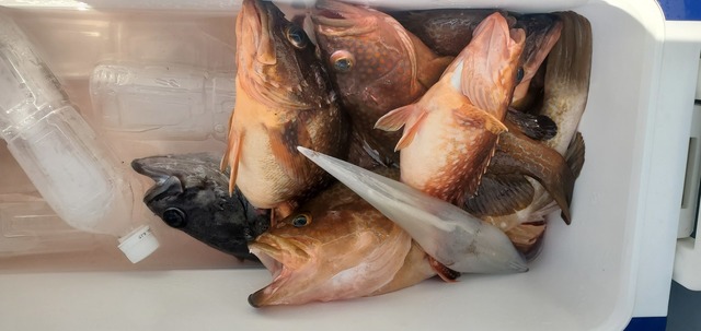 アコウ(キジハタ)