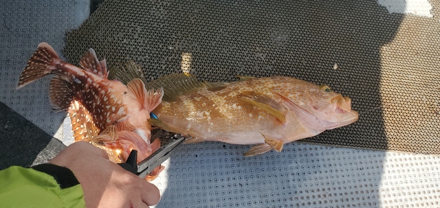 アコウ(キジハタ)