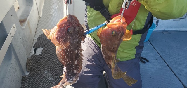 アコウ(キジハタ)・ガシラ(カサゴ)