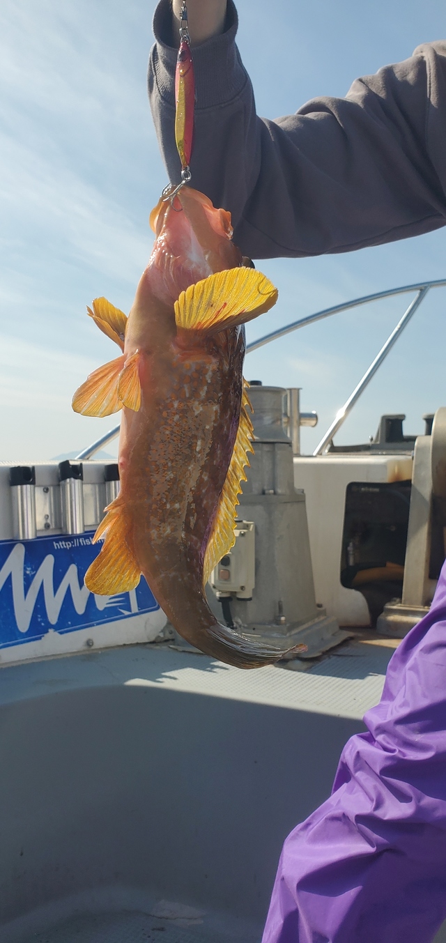 アコウ(キジハタ)