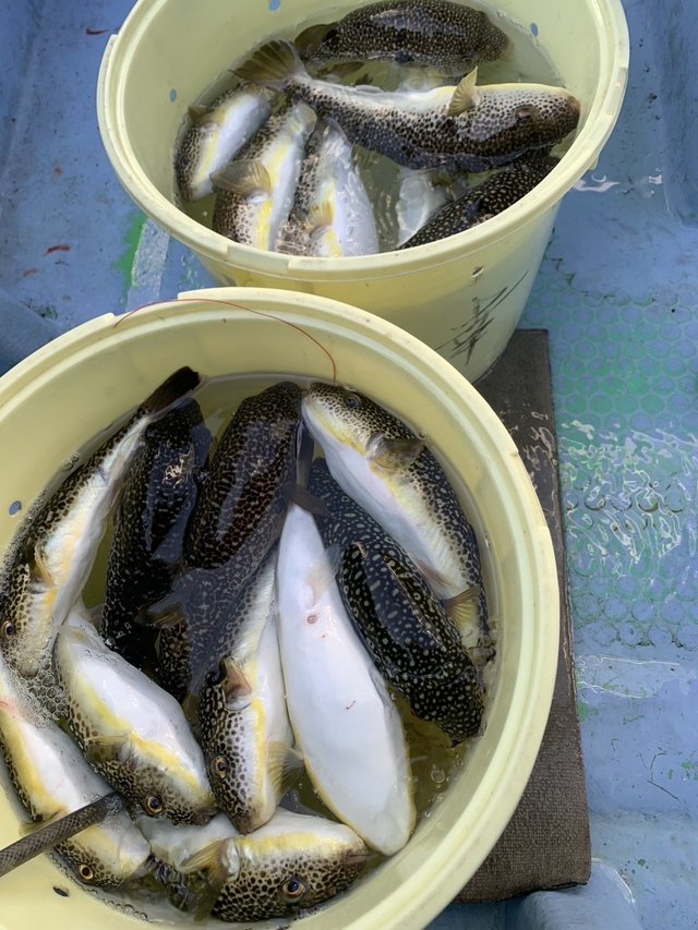 ショウサイフグ