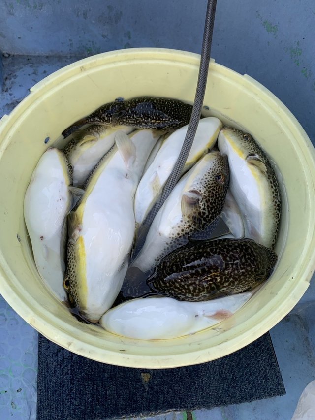 ショウサイフグ