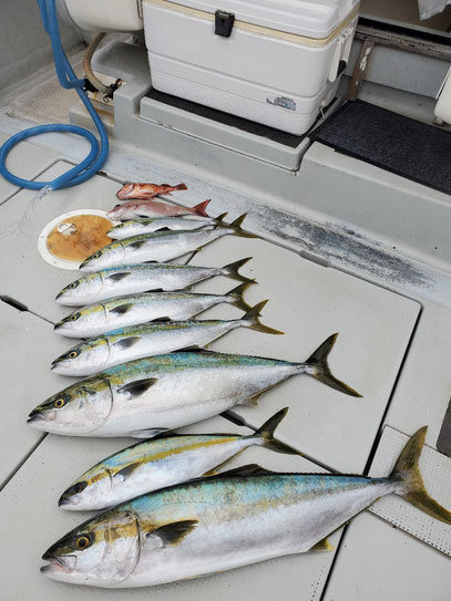 マダイ・ブリ・ヒラ(ヒラマサ)