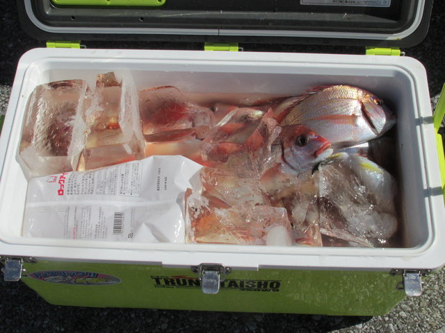 ハナダイ(チダイ)