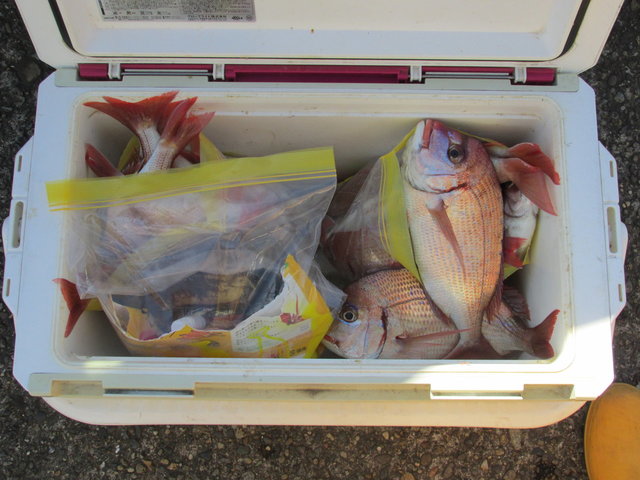 ハナダイ(チダイ)