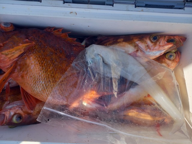 オキメバル(ウスメバル)