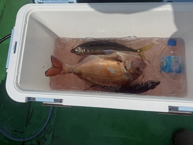 マダイ・マアジ