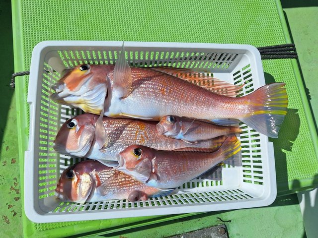 アマダイ(アカアマダイ)