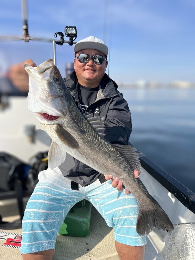 シーバス(スズキ)