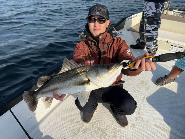 シーバス(スズキ)