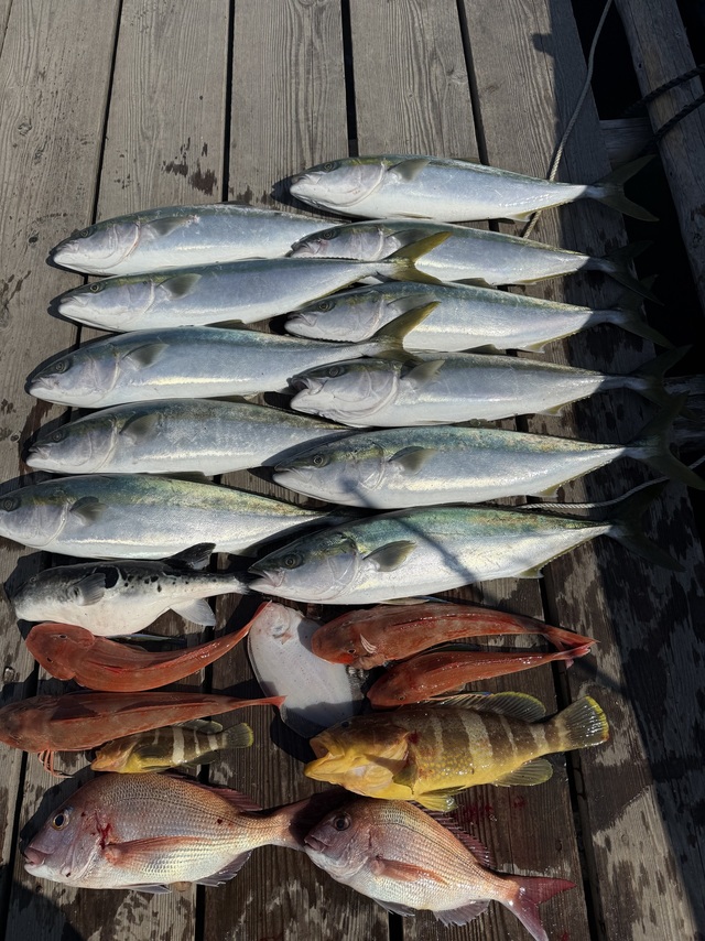 タイ(マダイ)・ハマチ(ブリ)・ホウボウ・ガンゾウヒラメ(ガンゾウビラメ)