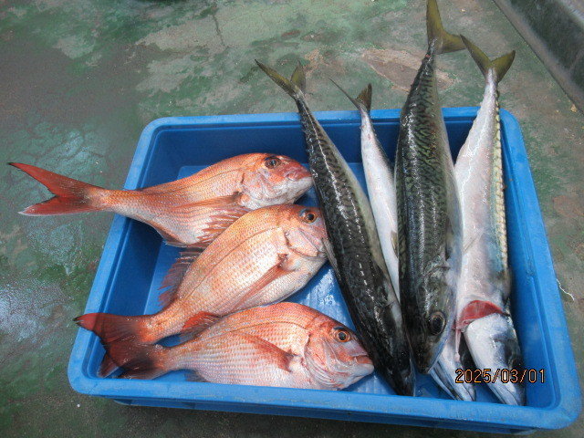 チャリコ(マダイ)